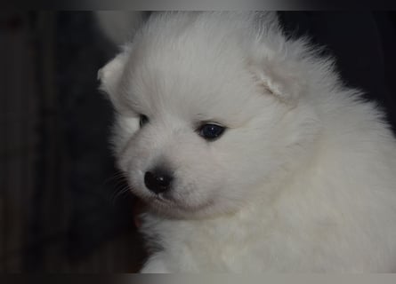 Japan Spitz Welpe