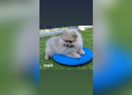 Reinrassige Pomeranian-Hündinnen mit Ahnentafel suchen ihre Traumfamilien