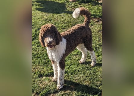 Welpen Labradoodle F1 Braun Groß Könispudel x Labrador