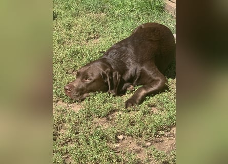 Labrador
