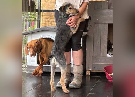 ❤️ superlieber PINO - 1 Jahr, 40cm - Mischling