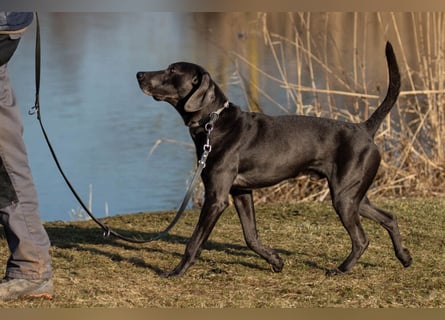 Joe Fritz - aktiver Familienhund - Tierhilfe Franken e.V.