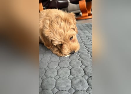 Maltipoo - Welpen - Rüden und Hündin