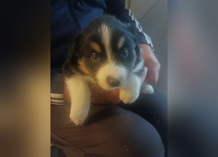 Border Collies Welpen