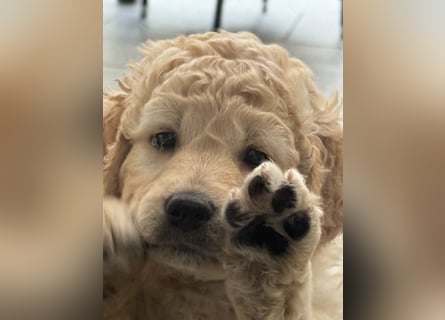 Labradoodle
