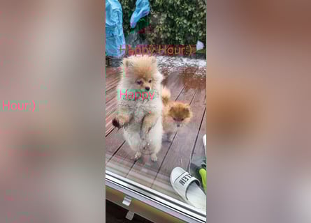 Pomeranian Spitz