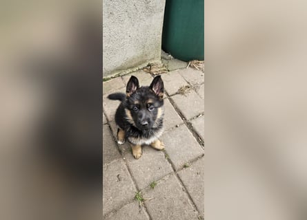 Schäferhund Welpen