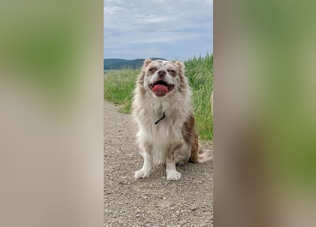 Verschmuster Chihuahua Rüde