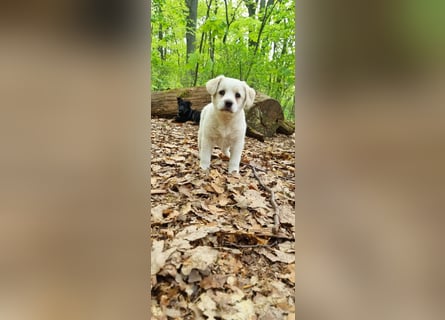 Labrador-Mischlingswelpe sucht liebevolles Zuhause