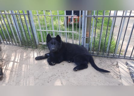 Altdeutsche Schäferhund Welpen
