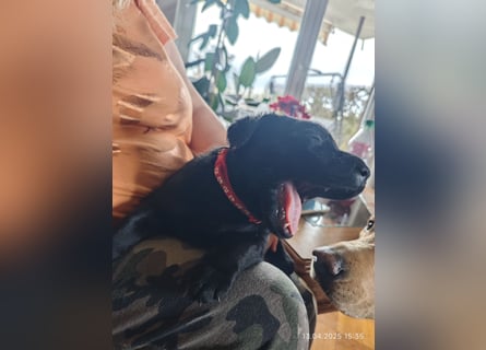 Welpe männlich rotes Halsband