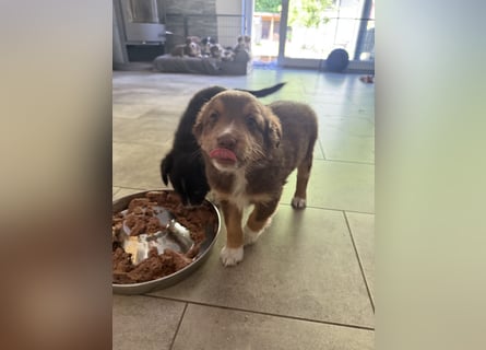 Mini Australien Shepherd Welpen suchen Traumzuhause