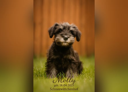 Molly - bezauberndes Zwergschnauzer- Mädchen sucht ab sofort ihr Für-Immer-Zuhause