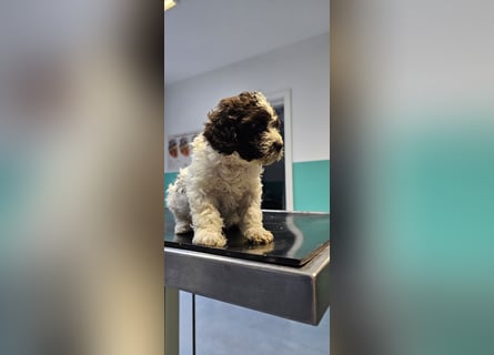 Lagotto Romagnolo welpen