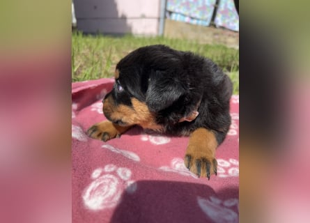 Reinrassige Rottweiler Welpen , Sportliche leistung Zucht