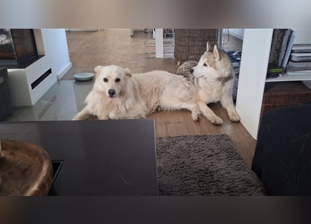 Alaskan Malamute oder Husky(?) sucht liebevolles und aktives Zuhause