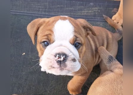 Continental Bulldog Welpen
