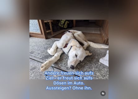 Carlo – ein kluger Dreikäsehoch auf der Suche nach seinem Platz im Leben (auf PS PLZ 87763)