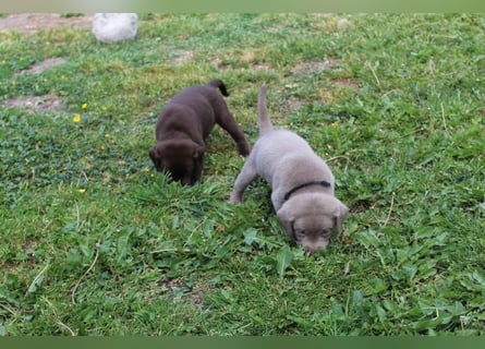 LABRADOR WELPEN Reinrassig mit Ahnentafel - GRAU und BRAUN - Beste Familienzucht