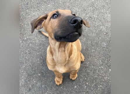 Rhodesian Ridgeback Malinois Welpe sucht seine Familie