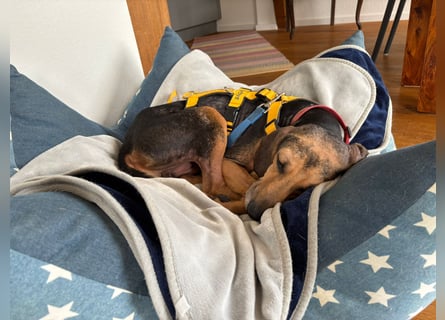 Jo:  Traumhund für Segugio-Freunde