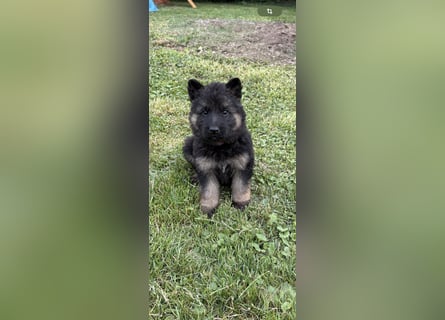 Verkaufe Deutsche Schäferhundwelpen