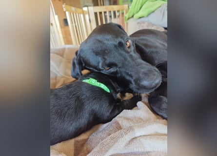 Labradorwelpen suchen bestes Zuhause