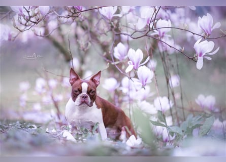 Boston Terrier 