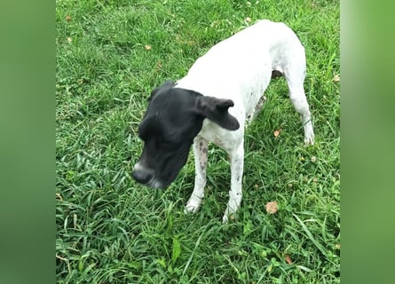 Kunta Kinte - ein ganz besonderer, freundlicher und gehorsamer Hund sucht ein liebevolles Zuhause