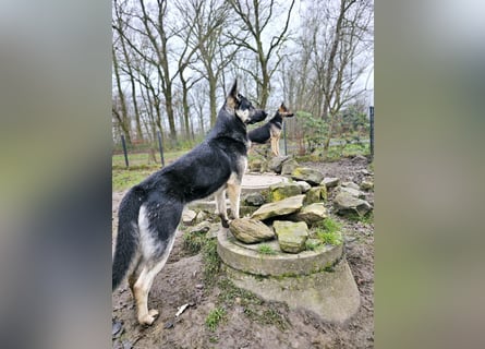 Osteuropäische Schäferhund Welpen