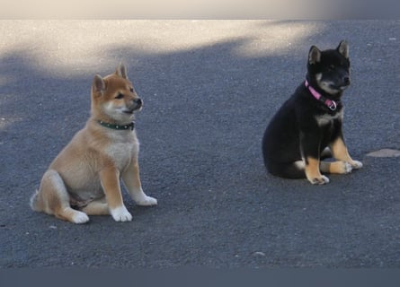 Erstklassige Shiba Inu Zucht in Sachsen