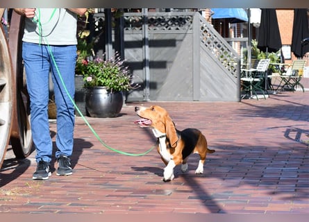 Der zauberhafte Vasko, ein reinrassige Basset Artesien Normand sucht ein neues Zuhause. Eine seltene