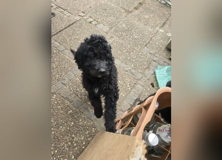 Goldendoodle F2b