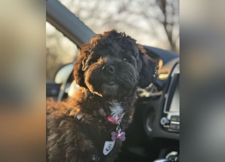 Maltipoo Welpen