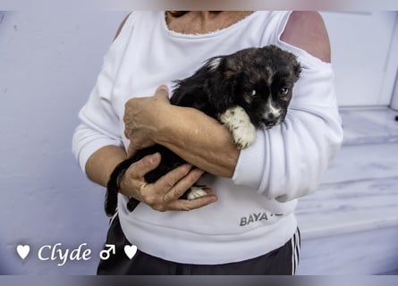 Winzling Clyde, Alopekis-Mix,  sucht ein Zuhause