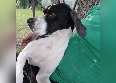 Stella  - RESERVIERT - glücklich mit Menschen - sagt Nein zur Jagd