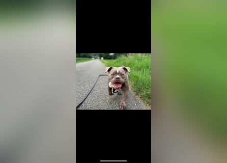 Exotic Bully Bulldog OEB Welpen Bulldogge