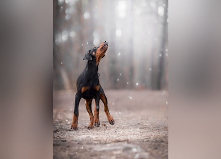 Doberman