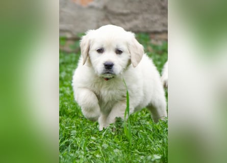 Goldenretriever Welpen