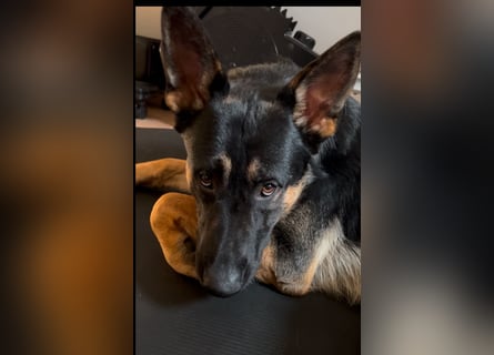 Lieber Schäferhund Rüde