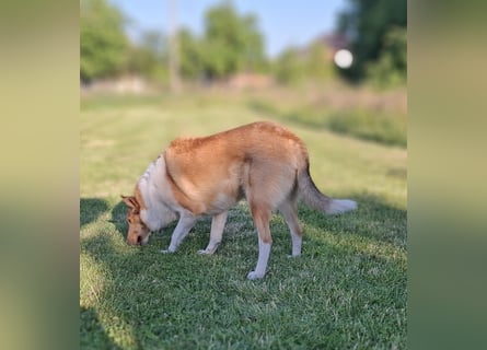 Lang- und Kurzhaar- Collie- Welpen