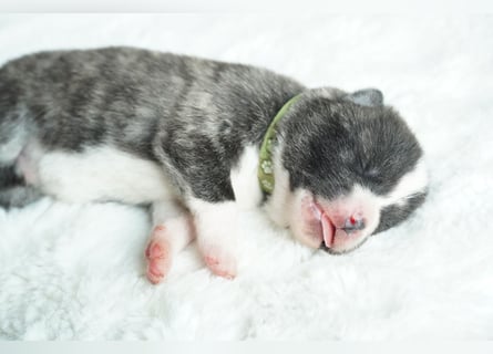 Akita Inu Welpen | A-Wurf | Japan Akita | Ahnentafel | VDH 