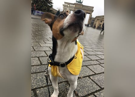 Reinrassiger Jack Russell Terrier