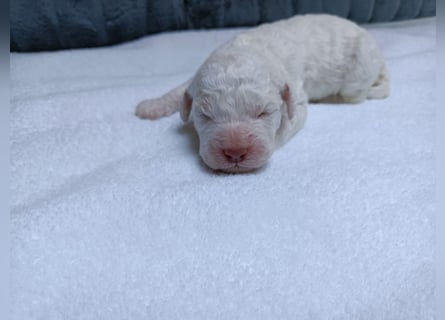 Welpen Lagotto Romagnolo