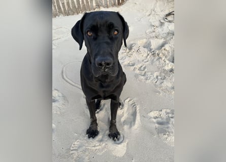Wurf Cane Corso/Flat & Broholmer