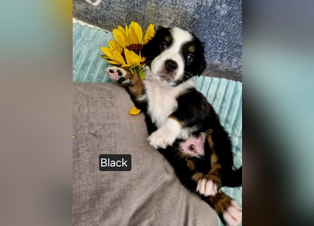 Australian Shepherd Wurfankündigung