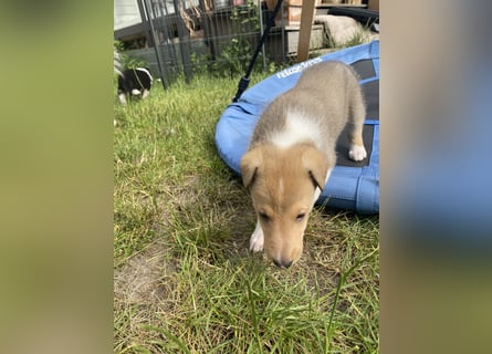 Lang- und Kurzhaar- Collie- Welpen