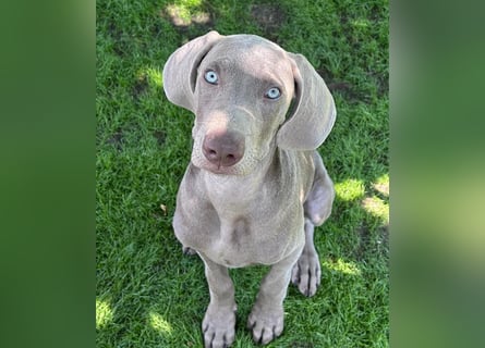 Weimaraner-Mix Welpen aus liebevoller Verpaarung – 12 kleine Wunder suchen ihr Zuhause
