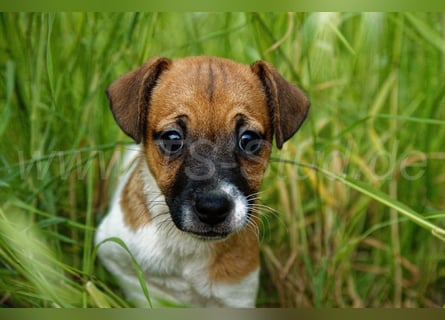 Jack Russell Terrier Welpe (Rüde) abzugeben!