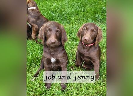Welpen Labradoodle F1 Braun Könispudel x Labrador